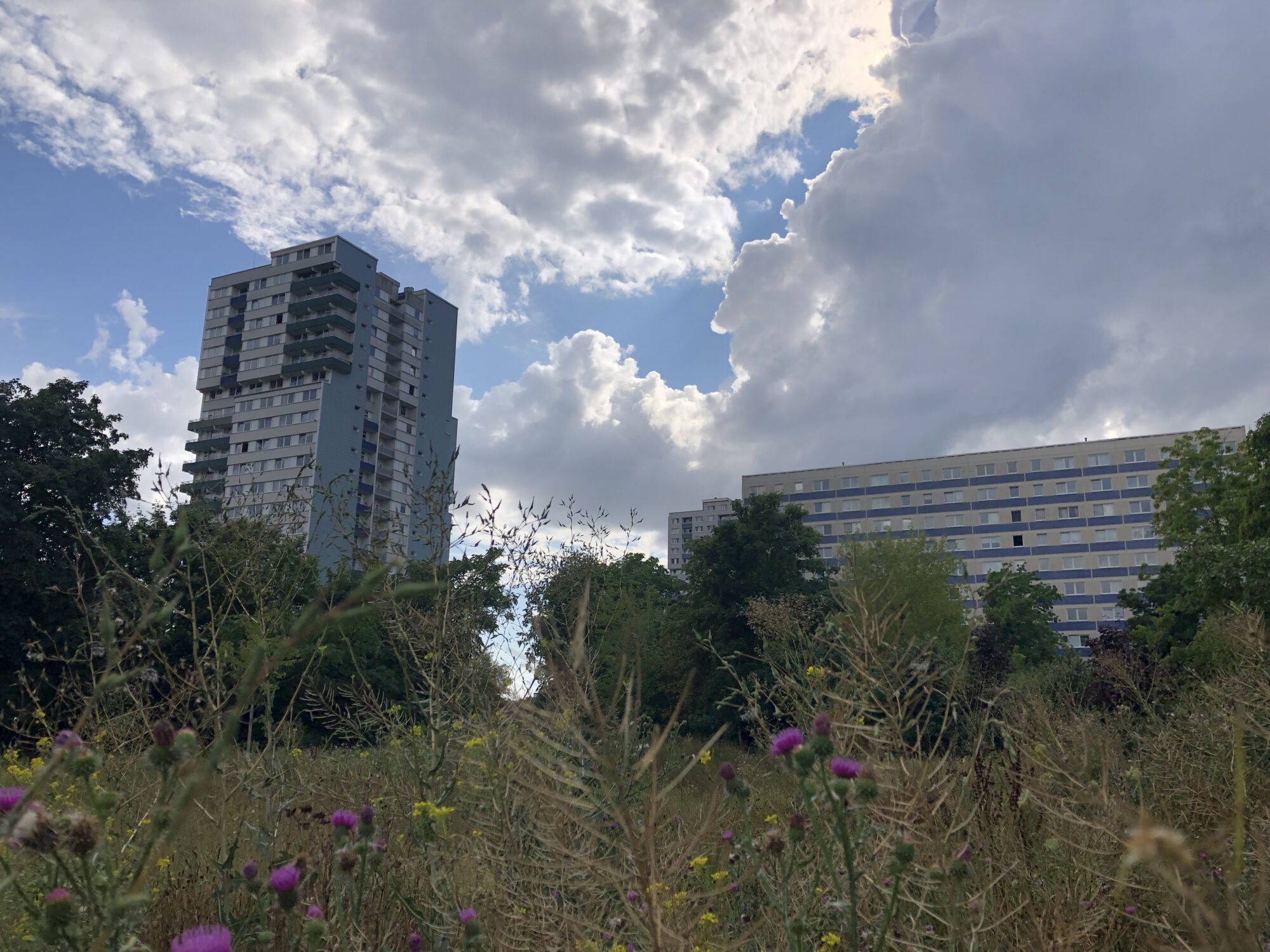 Wilde Wiese mit Punkthochhaus