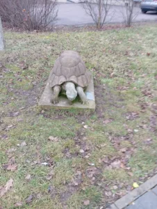 Schildkröte
